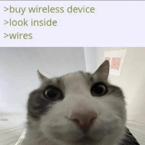 котик